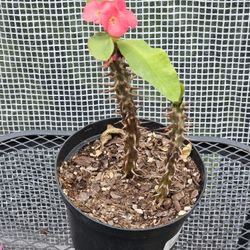 Crown Of Thorns Live Plants 