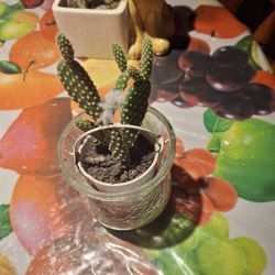 Small Cactus 