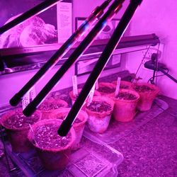 Lights For Growing Seeds