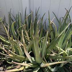 Aloe Vera Sábila