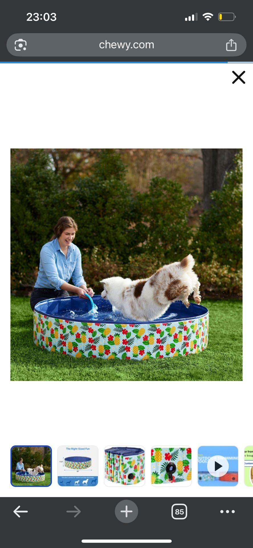Dog Swimming Pool