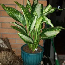 Large Diffenbachia Houseplant In Beautiful Ceramic Pot 