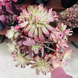 Aeonium Xianmo Imported