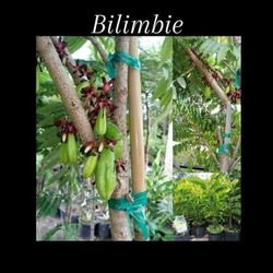 bilimbie  kasmias mimbro tree Airlayered  in 3gal