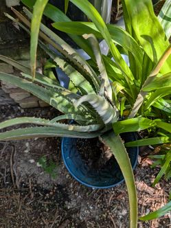 Large aloe vera plant