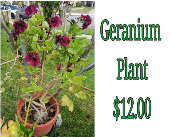 Geranium plant 