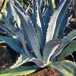 Agave Blue America 