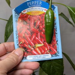 Serrano Chili Pepper Plant