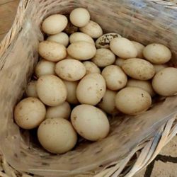 🥚 🥚 🥚 Fresh Unwashed Duck Eggs 🥚 🥚 🥚 