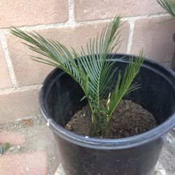 Sago Palms Trees Baby Plants Only $25 Each 