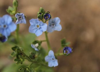 10  Chinese Forget Me Not Seed Bombs —| Blue Wildflowers | Pollinator Favorite