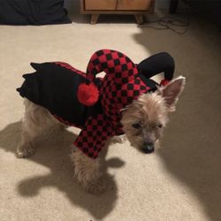 Halloween Costume For Small Dog