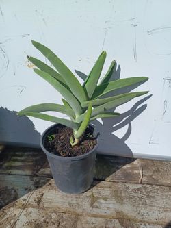 Plqntas Decorativas 