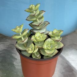 4” pot - Succulent 