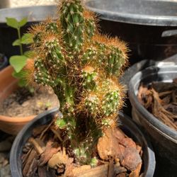 Cereus Monstrous Cactus Cutting