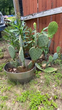 Cactus 3’x2’