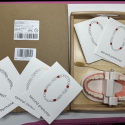 Montessori Brushing Teeth Activity Set – MEDOCD Dental Care Model with Flashcards & Tray