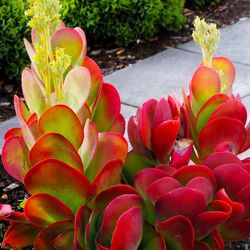 Kalanchoe thyrsiflora (paddle) Flapjack