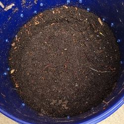 🪱Worms for compost/garden 🪱