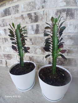 Beautiful Indoor/Outdoor plants $10. EACH
