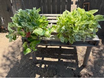 Marble Queen Pothos
