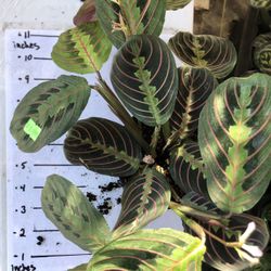 Prayer Plant
