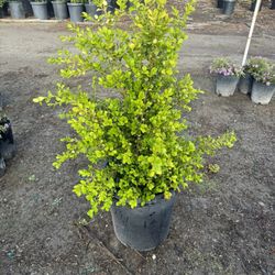Japanese Boxwood 15gallon 