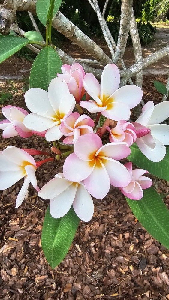 Pink Plumeria Flower Plant, 9in Tall, Rooted