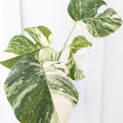 Collector's Plant: Monstera Albo Variegated [EXACT PLANT] 6" Pot - Indoor House Plants
