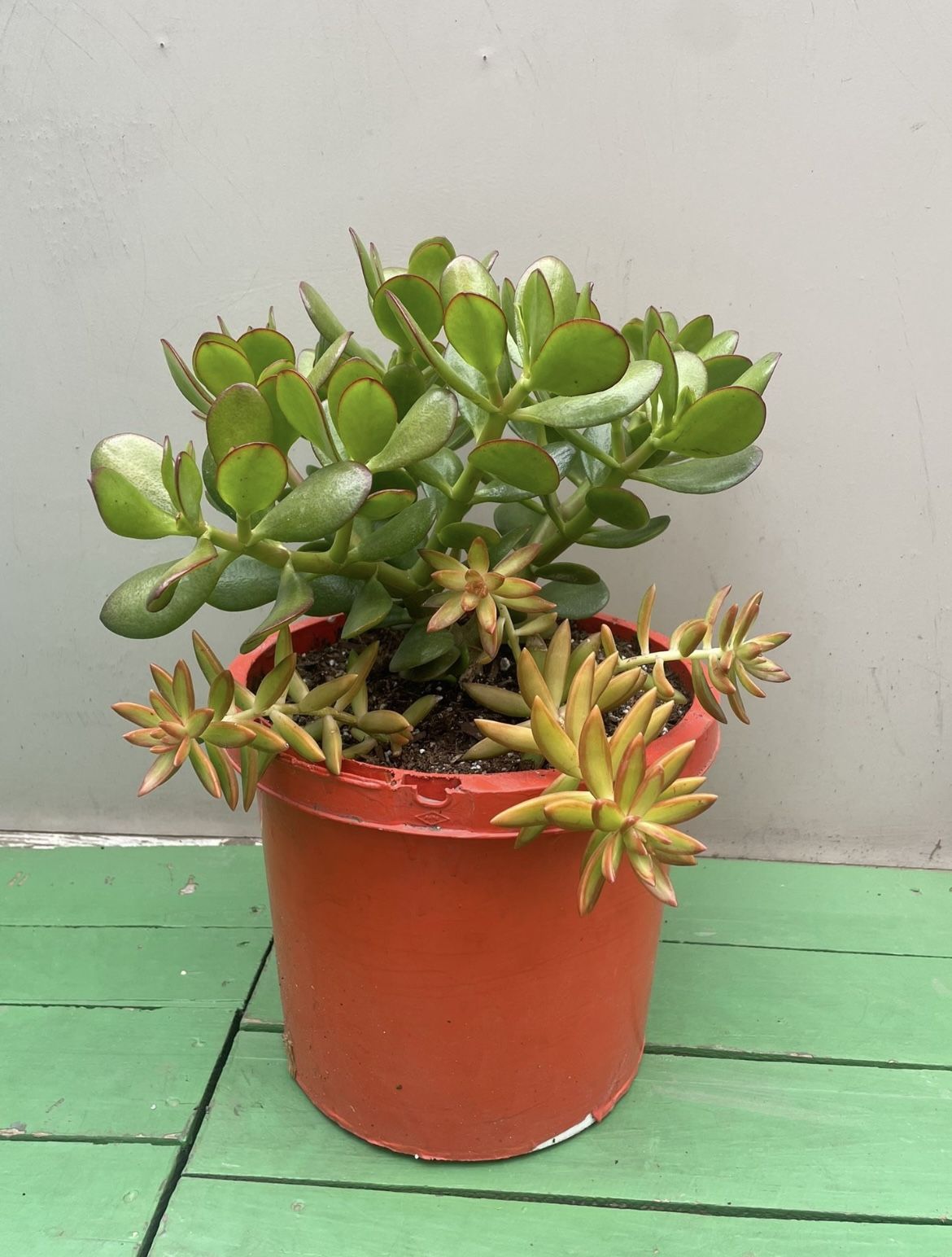Jade Crassula Ovata Succulent