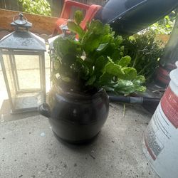 Cactus 🌵 Y Olla De Barro Con Plato