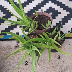 Aloe Vera Plants