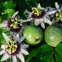 Purple Passion Fruit  🪴🍈💜