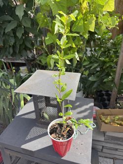 Organic Pomegranate Plant