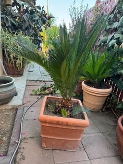 Sago Palm