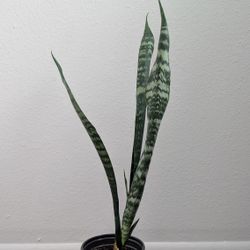 Small snake houseplant