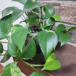 Houseplants | Healthy & Established