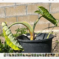 Elephant Ear Plant