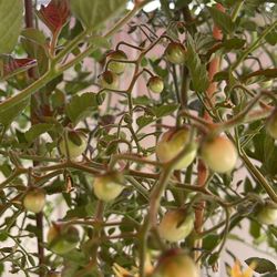 Tomatoes 3 To 4 Feet Long  $8