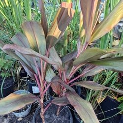 Hawaiian Ti Plants