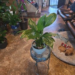 Live Peace Lilly Plant In 7in Ceramic Pot With Shells And Stones