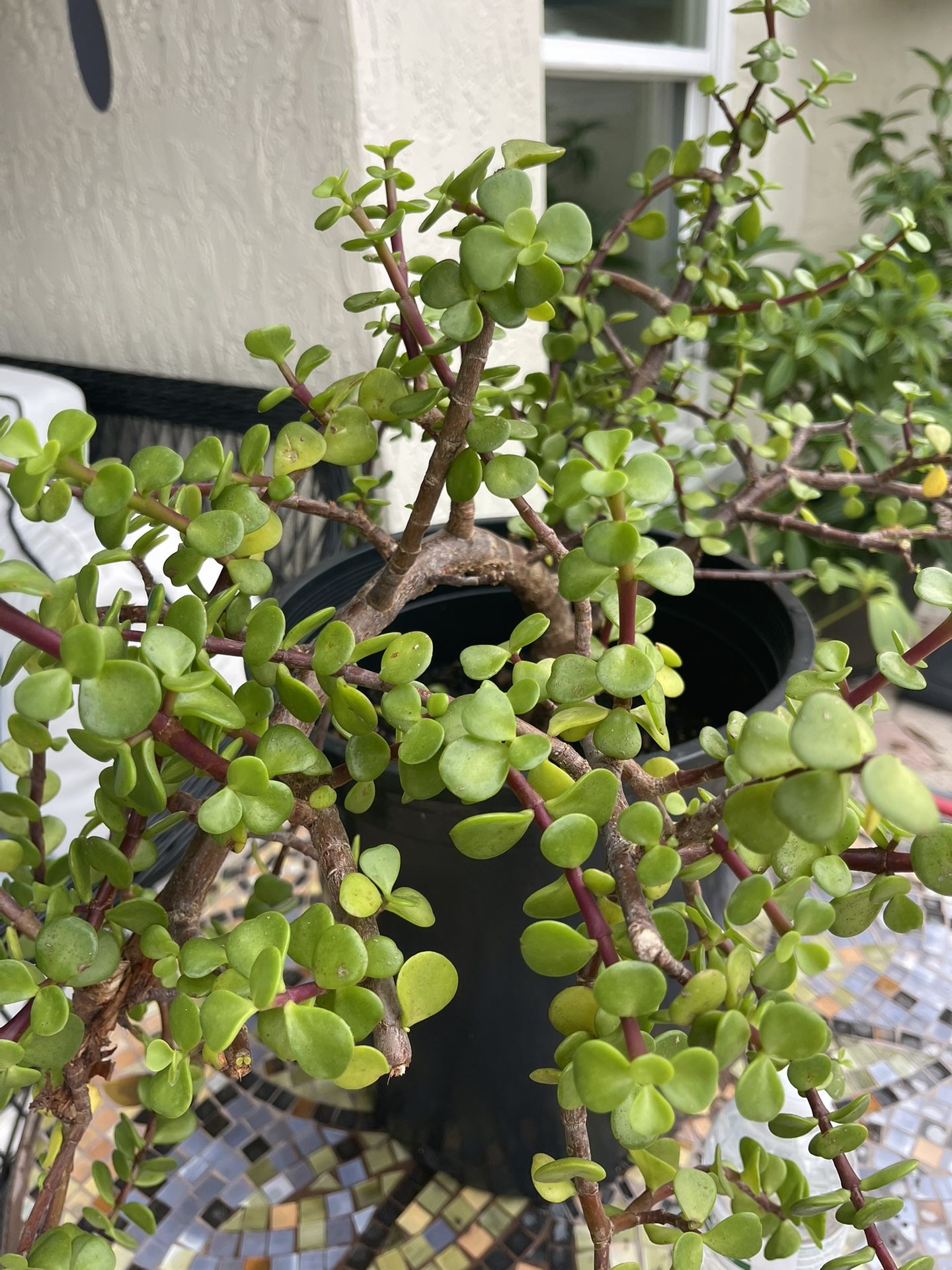 Jade Plant
