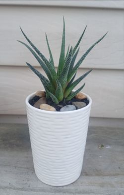 Haworthia Succulent Plant 🪴