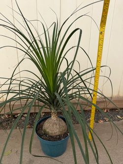 Elephant's foot  (beaucarnea recurvata)