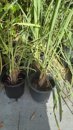 Lemon Grass