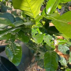 Meyer Lemon 