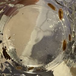 Isopods and Springtails