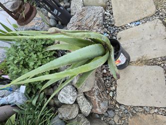Aloe Vera