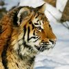Tigerfever1