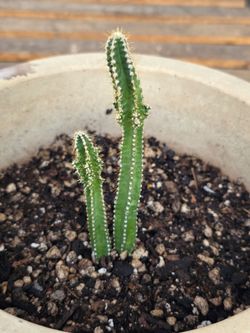Fairy tale castle cactus